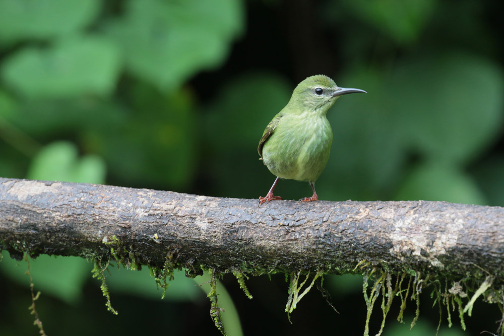 Female Red-legged Honeycreeper